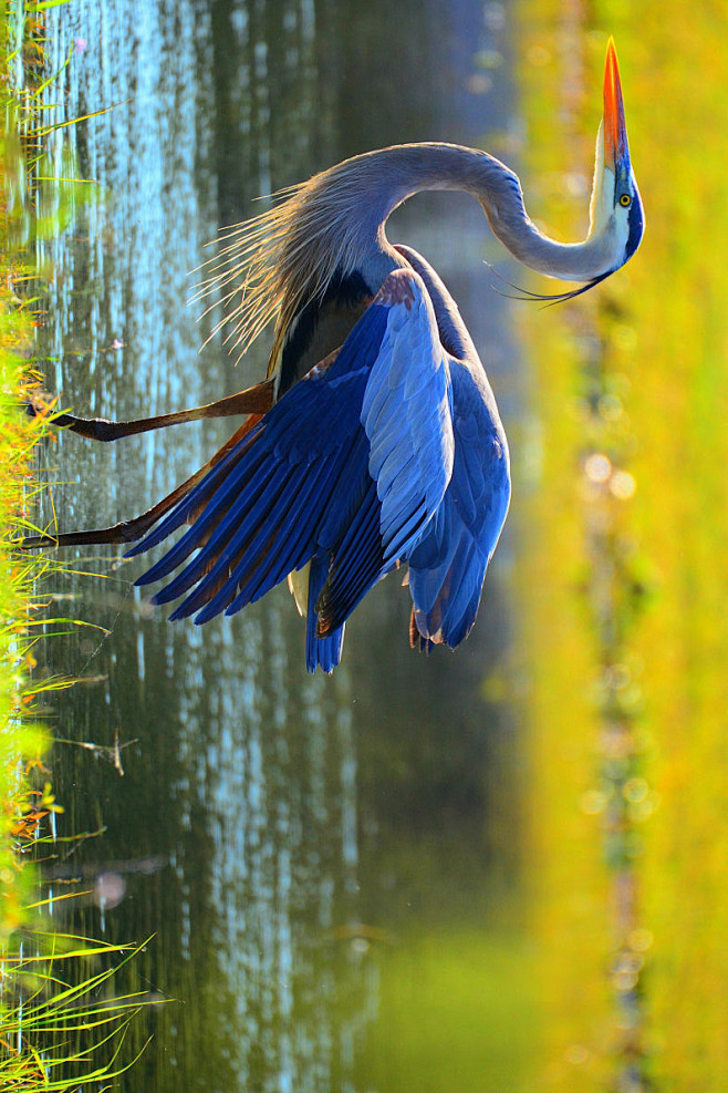 鹈形目鹭科鹭属大蓝鹭
