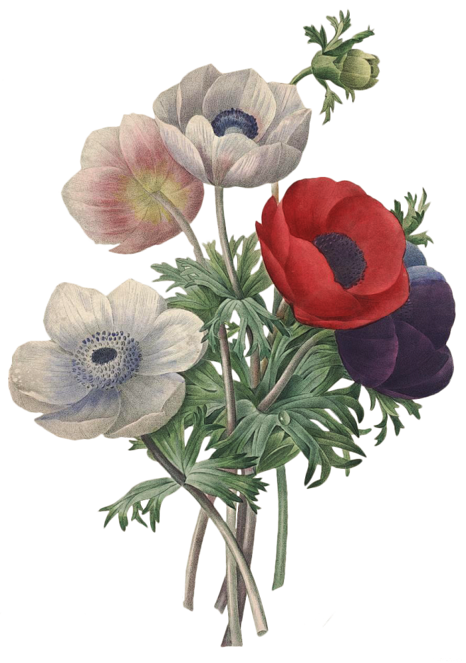 维多利亚时期花卉海报38