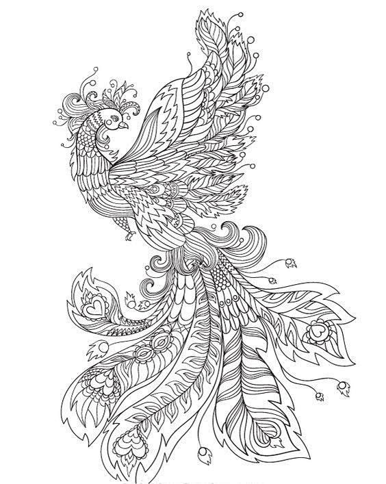 百鸟之王凤凰的高清白描线稿图临摹学画