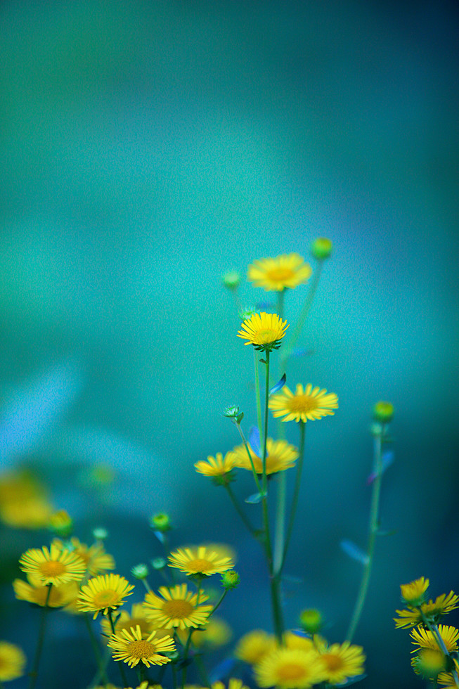 珍惜每一花开笑对每一次花落删繁就简安然生活浅望幸福不写忧伤