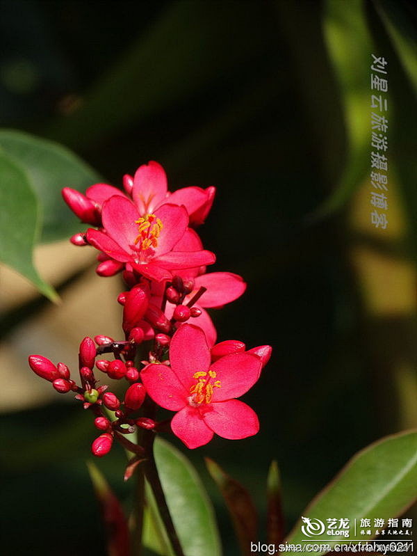 我拍海南二月花满树刘