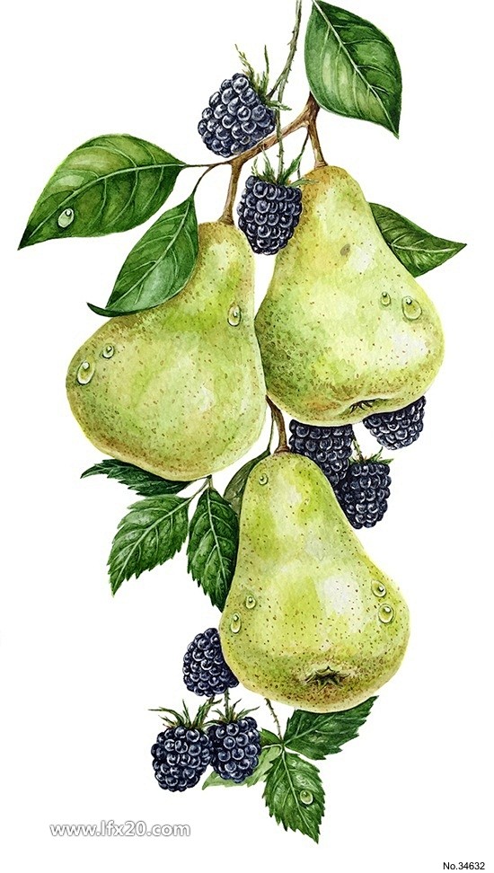 手绘水果