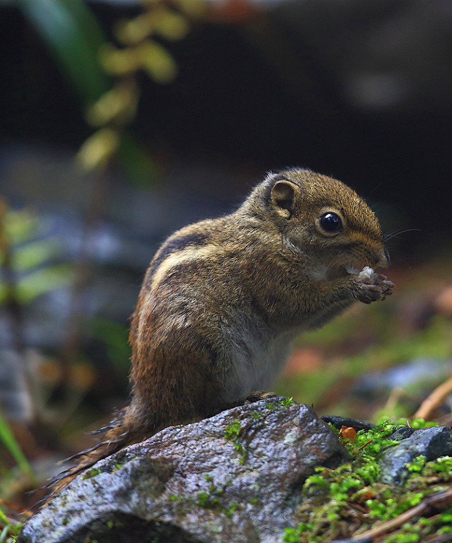 条纹松鼠兽纲国家三级保护动物