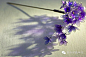 『发簪，美到让人无法呼吸』日本艺术家Sakae却用他的神乎其技借来了自然造物的韵味。无论是桔梗、牡丹、樱花或者翩然起舞的蝴蝶，都是细节丰富、栩栩如生，薄琉璃般的材质发出着淡淡珠光，让这些花簪更显娇美。现在就一起来细细欣赏下吧！（33）