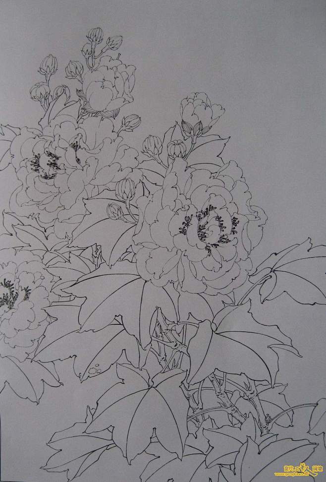 新提醒芙蓉白描图第3页图片资料当代工笔网当代工笔人论坛让艺术变成