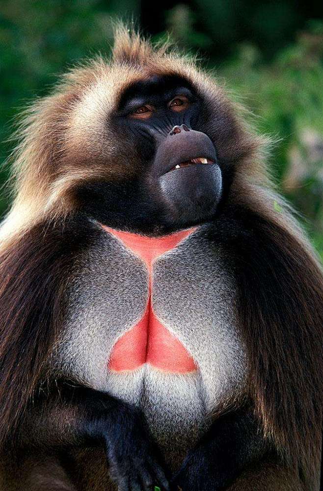 灵长目猴科狮尾狒属狮尾狒雄