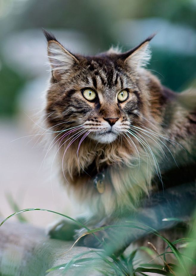 mainecoon