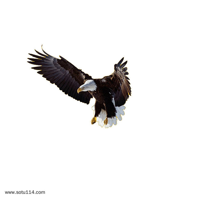老鹰大鹏展翅png