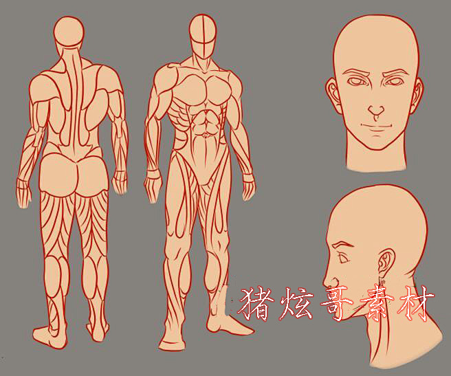 86張人體肌肉結構手繪線稿集繪畫素描速寫漫畫練習線稿素材淘寶網