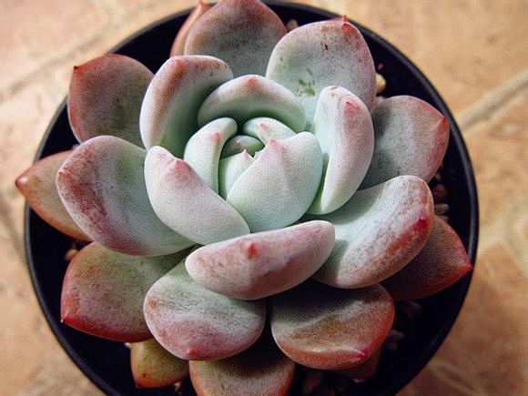 芙蓉雪莲多肉植物