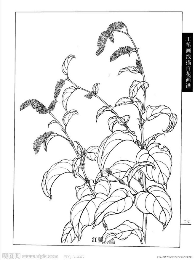 10:44:19工笔白描——花卉:红蓼插画 白描 线描 -植物 花蕊带刀山羊该