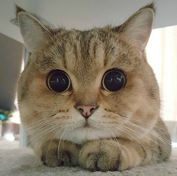 之前发的那只怎么都喝不到水的大脸猫名叫meeraf除了大圆脸外还有自带