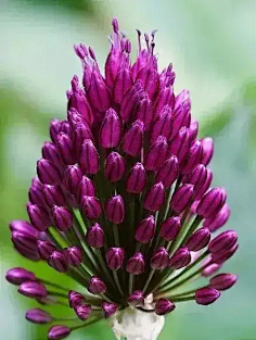 ·菩提心·采集到《花影迷离》