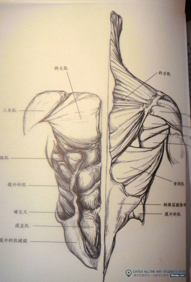速写解剖躯干肌肉