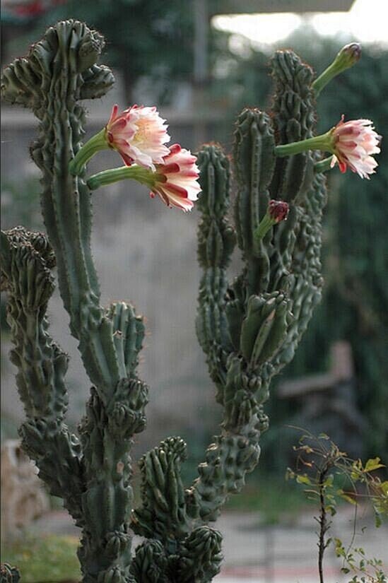 飞雪0815通过花瓣chrome扩展采集于2014-10-04 14:28:48山影拳仙人掌