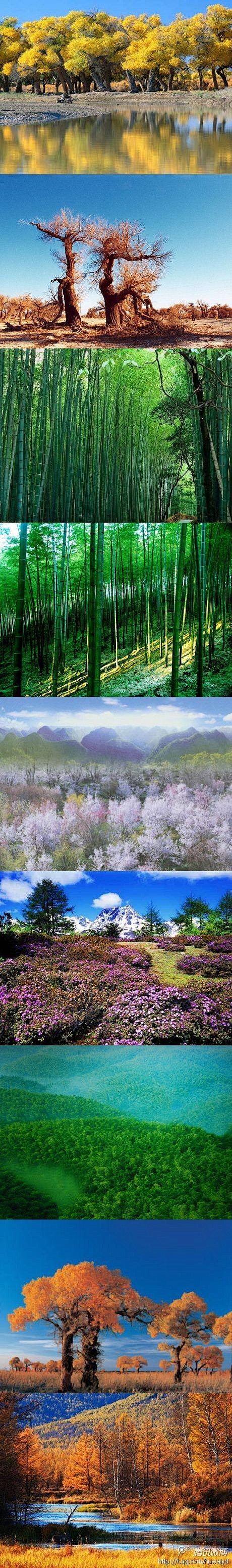 旅行中国最美十大森林天山雪岭云杉林新疆长白山红松阔叶混交林吉林