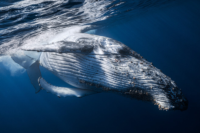 humpbackwhalewwwunderwaterlandscapecomthisisaportfolioofhumpback