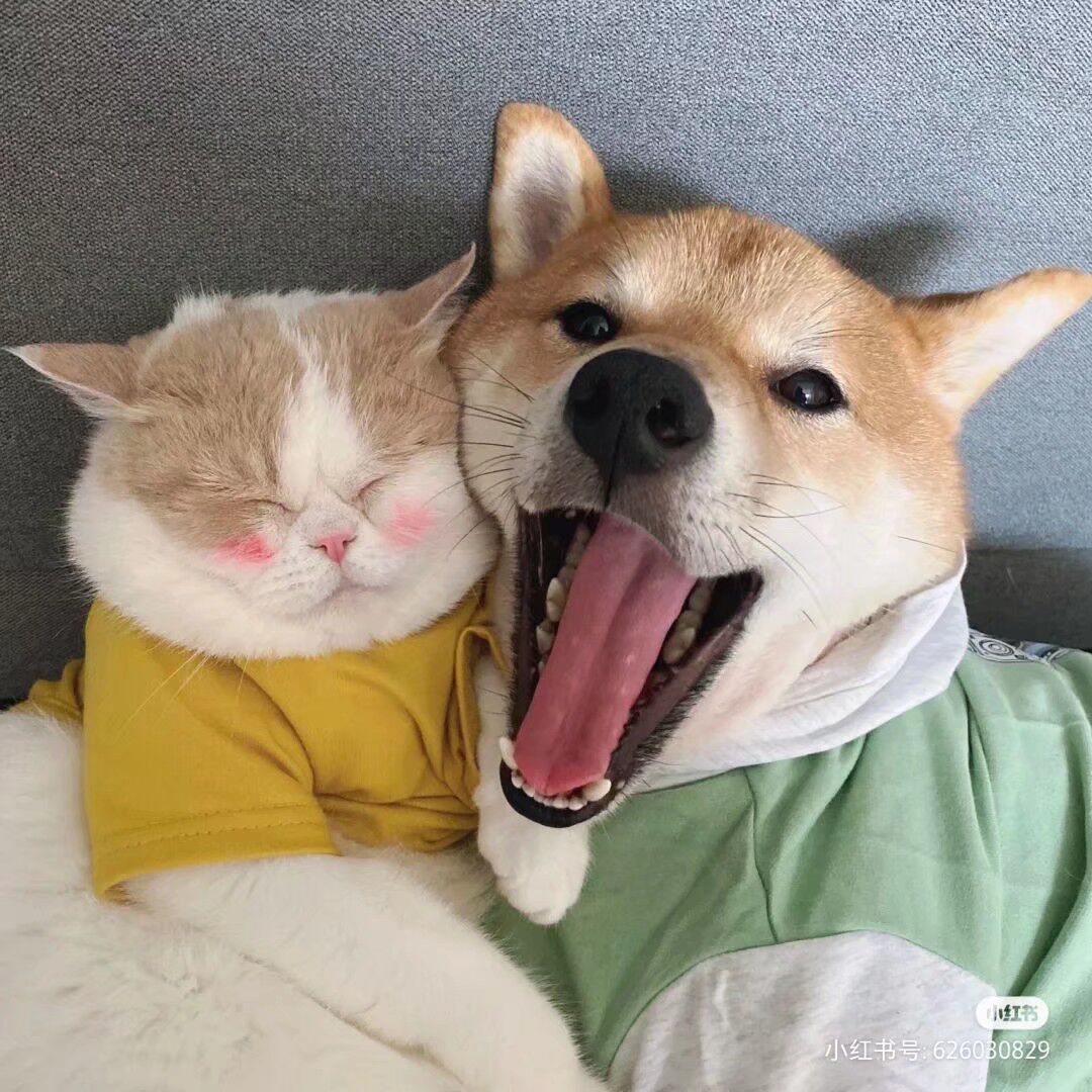 会笑的熊