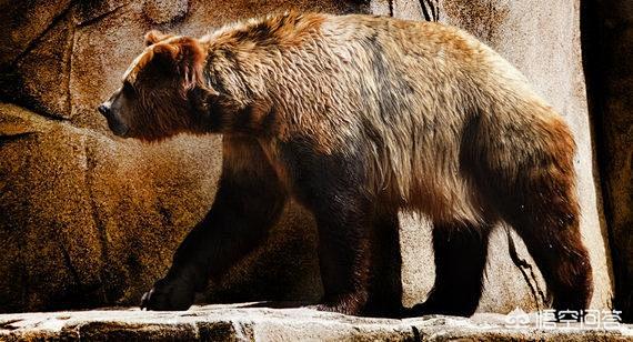 蒙古安氏中兽和短面巨熊到底哪个才是有史以来最大的陆生食肉哺乳动物