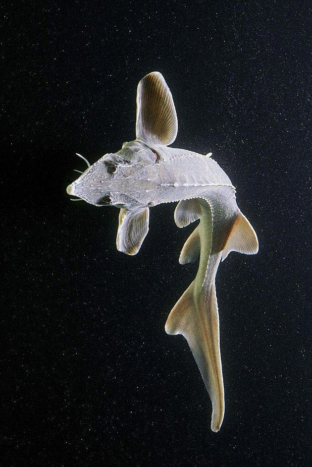 鲟形目鲟科西伯利亚鲟
