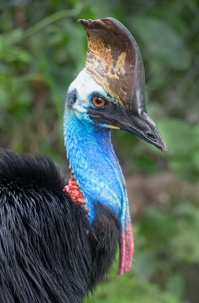 blackandbluepeacockhead