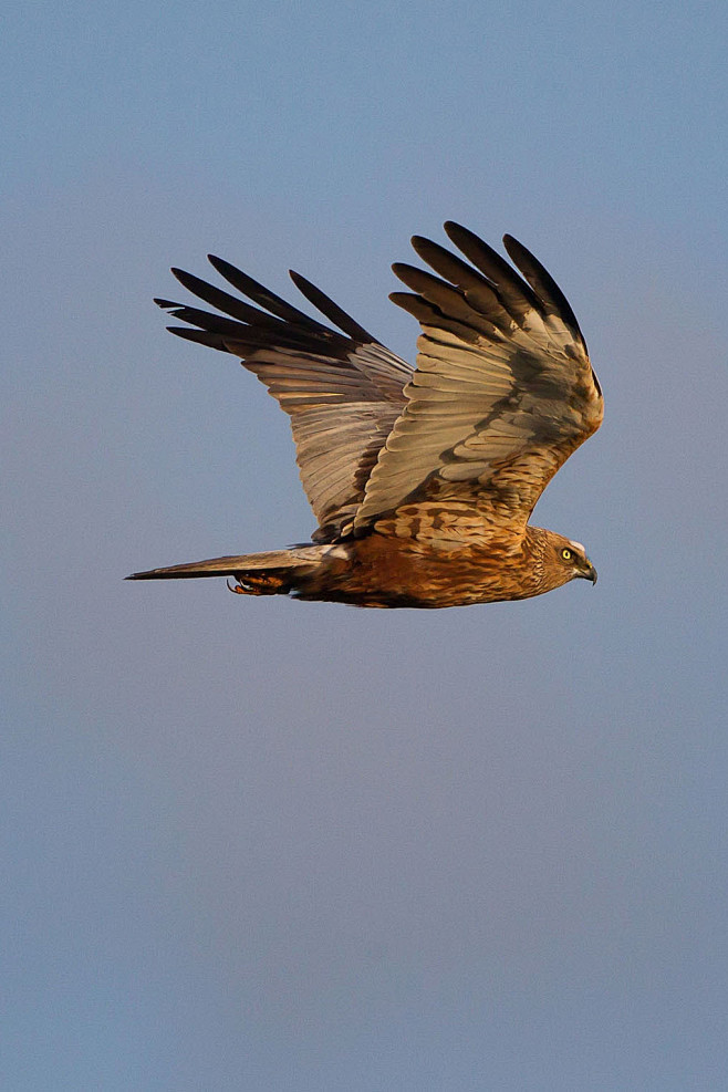 鹰形目鹰科鹞属北鹞
