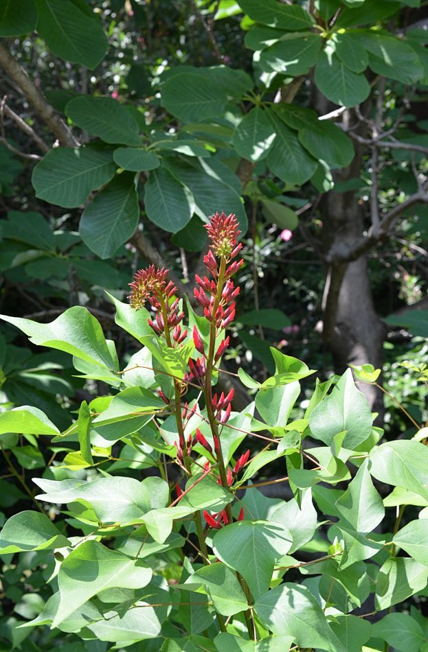 龙牙花