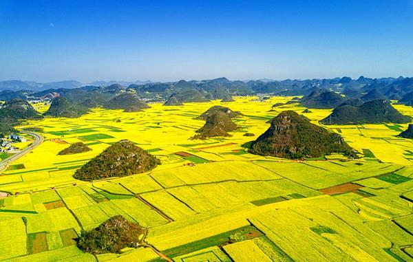 云南罗平万顷油菜花怒放中国式花海美哭