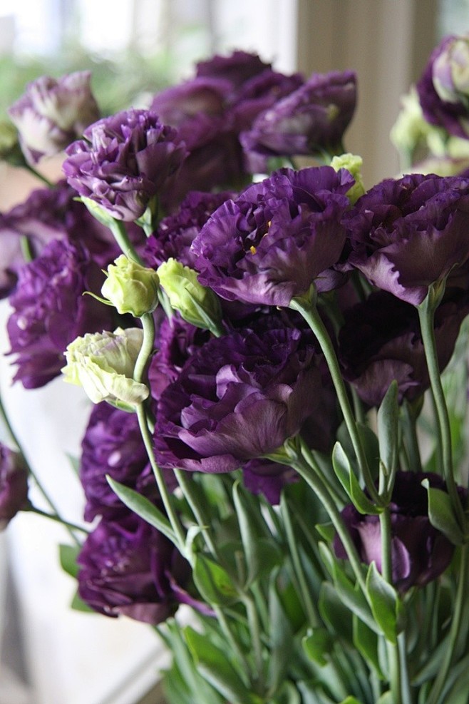 洋桔梗别名别名草原龙胆龙胆科株高30100厘米叶对生阔椭圆形至披针形