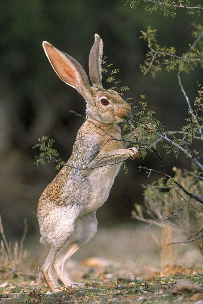 兔形目兔科兔亚科兔属白色羚羊长耳大野兔
