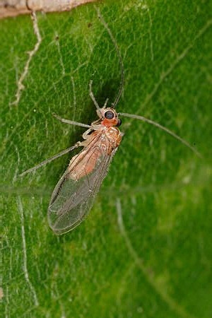 啮虫目啮虫科啮虫