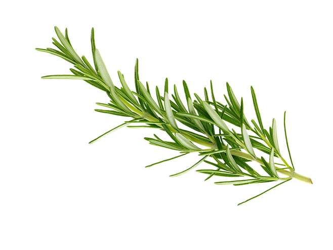 32从xiaoxingxing*转采于2021-03-05 13:17:55迷迭香素材/icon32