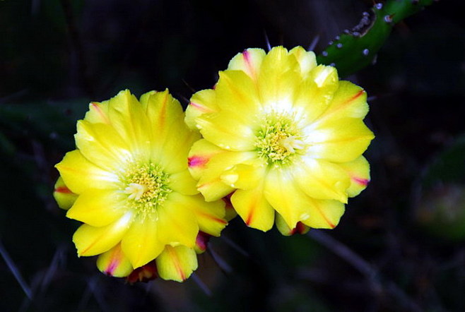 仙人掌之花