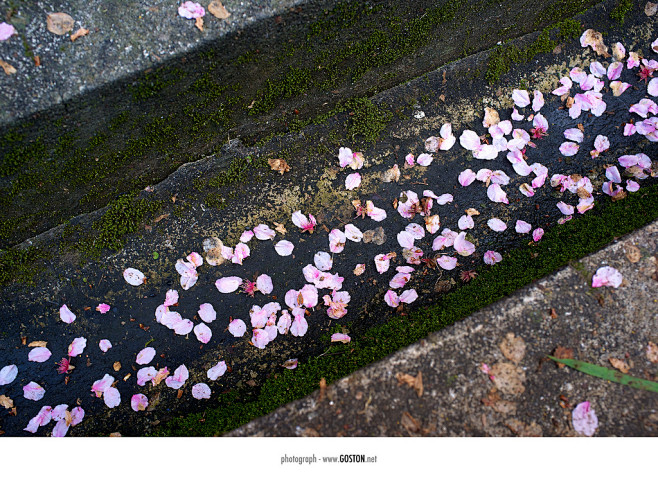 18:37:22飘零的樱花花开成景  花落成诗清晨~同采自www