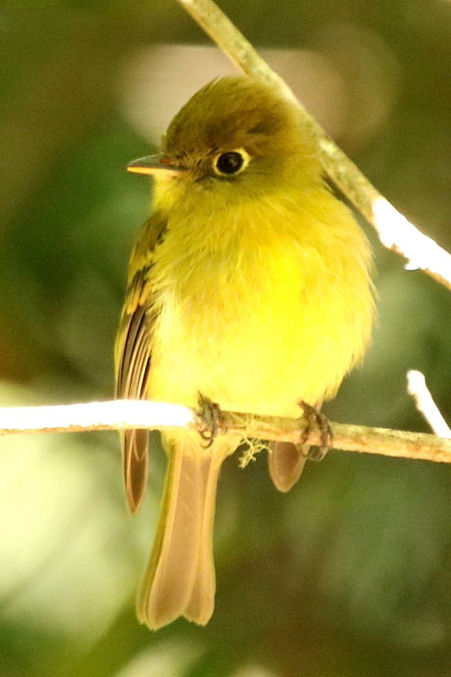 雀形目美洲雀科白斑翅雀属黑腿白斑翅雀
