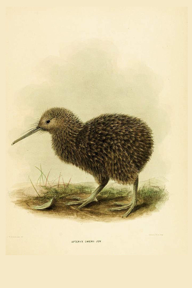 鹬鸵目鹬鸵科鹬鸵属小斑几维