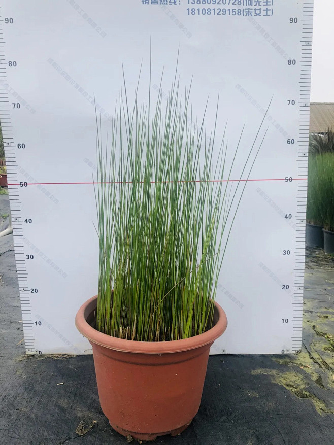 灯芯草马尾35红盆
