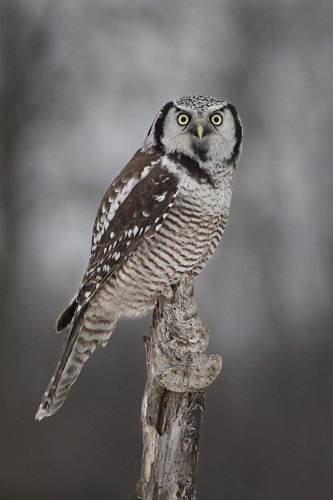 鸮形目鸱鸮科猛鸮属猛 