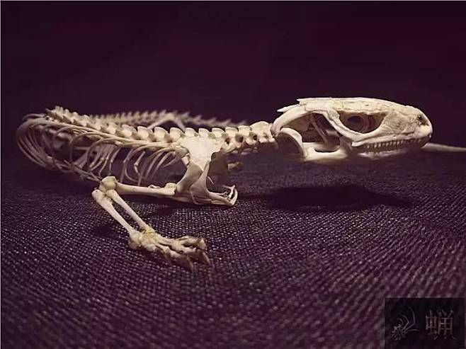 鬃狮蜥骨骼标本图片