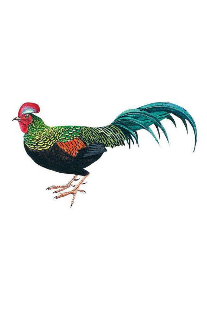 鸡形目雉科原鸡属绿原鸡