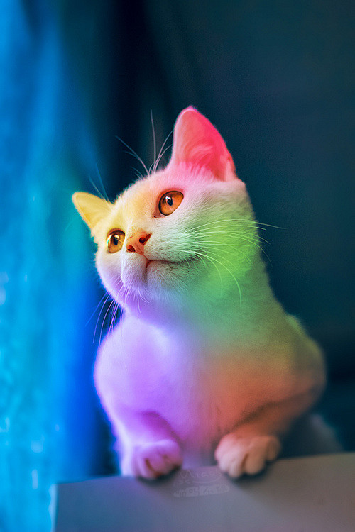 五彩斑斓猫转发送好运