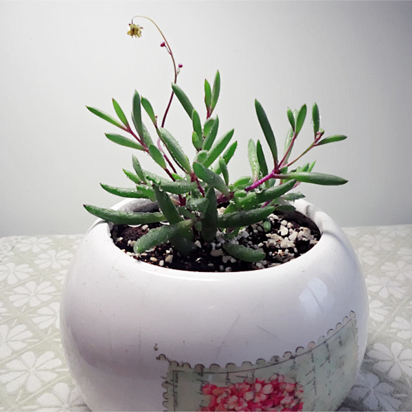 pandoras多肉花园多肉盆栽紫玄月满百包邮母亲节礼物