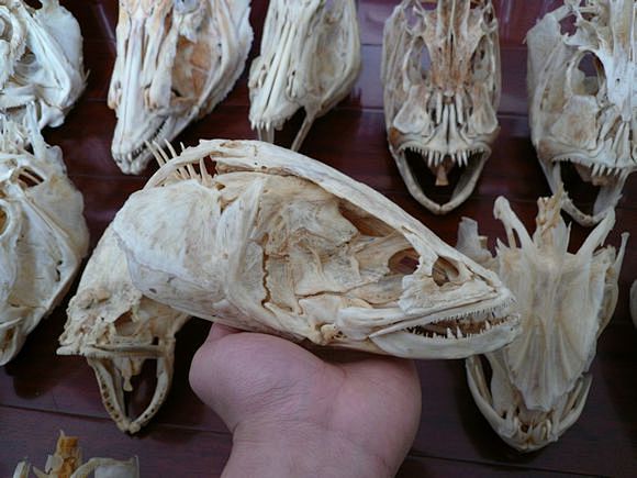 近年来收集的一些硬骨鱼头骨,祝大家年年有鱼~_头骨吧_百度贴吧