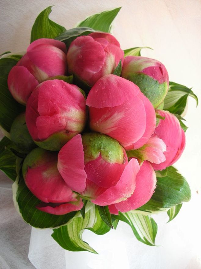 peonies