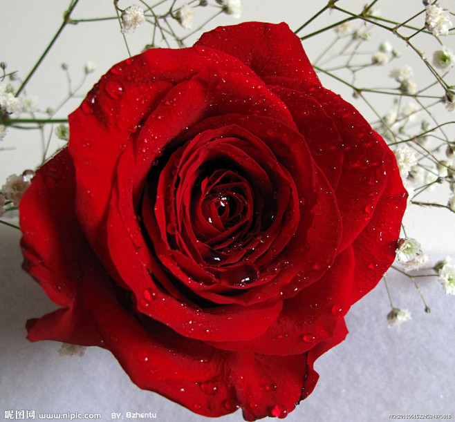 不听话的小孩i从寻觅错过转采于2017-09-16 22:35:37红玫瑰花鸟鱼虫