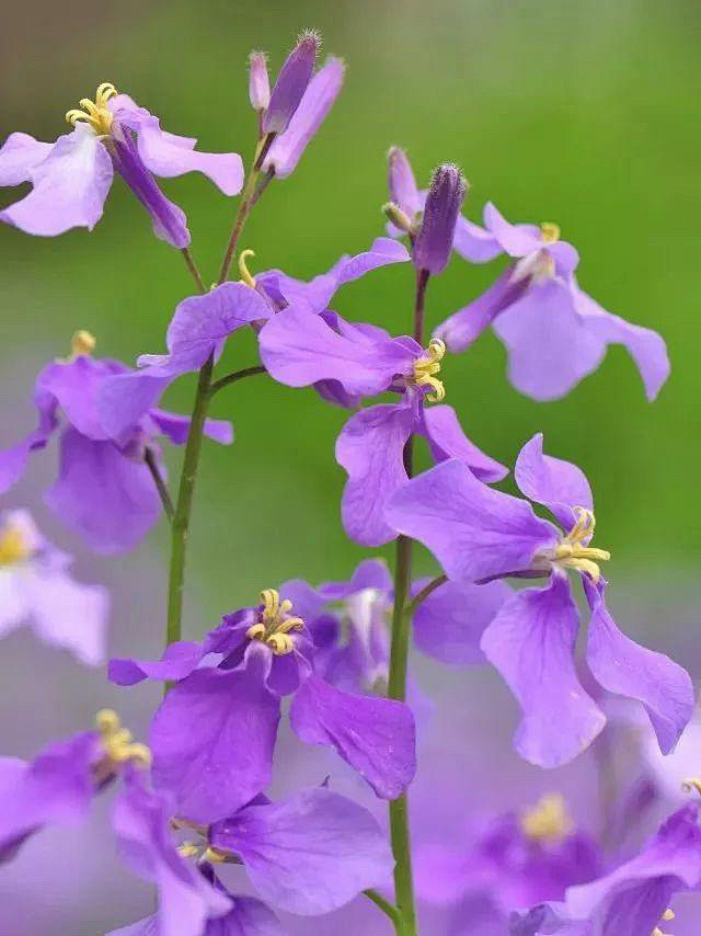 清翎er从q9itm_蒲公英转采于2021-07-10 14:37:18二月兰花卉图鉴清翎