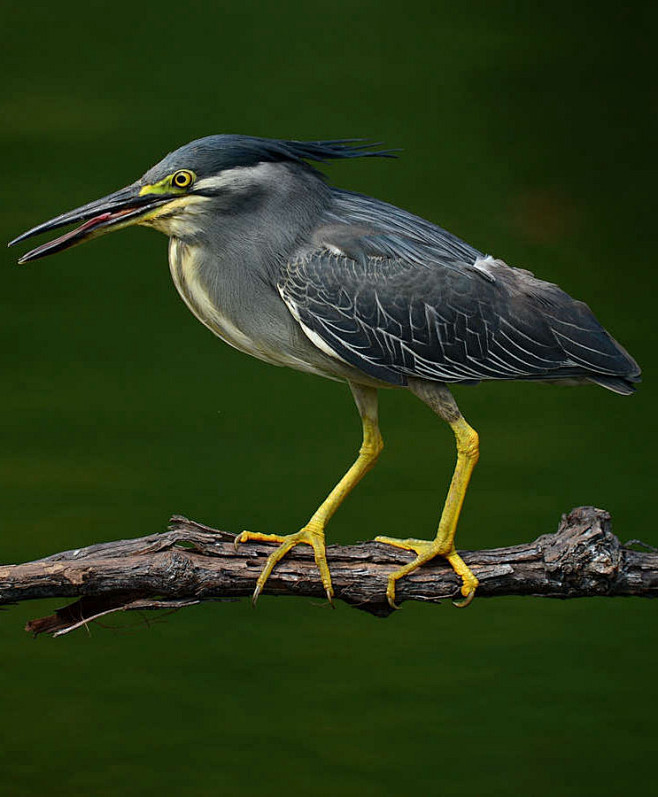 20:08:19绿鹭:鸟纲,国家三级保护动物鸟类百科白虎陆吾该采集也在以下