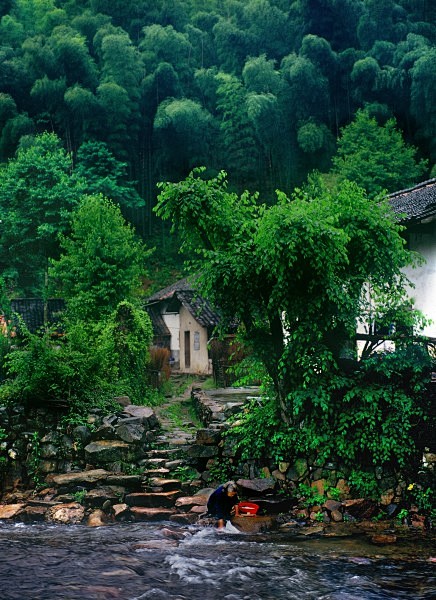 竹林图片