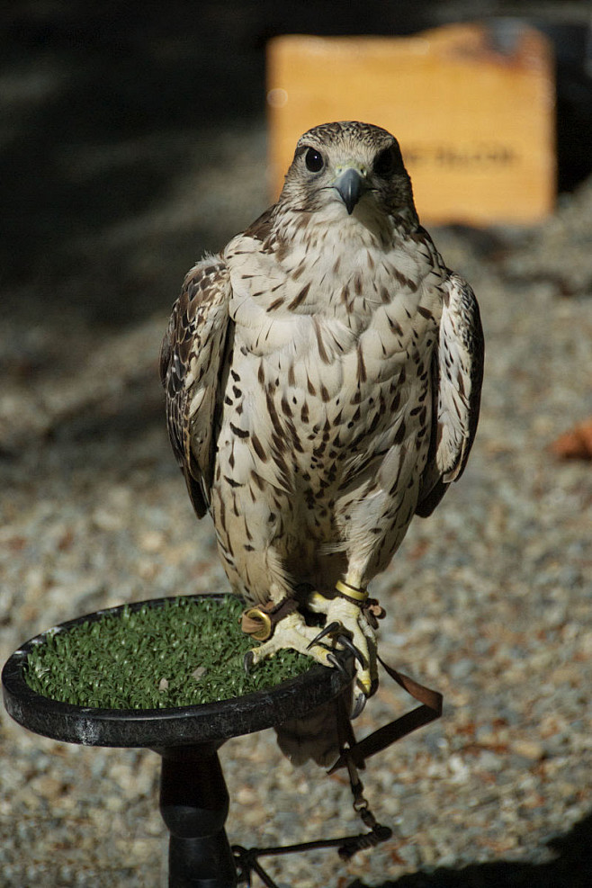 隼形目隼科隼属猎隼