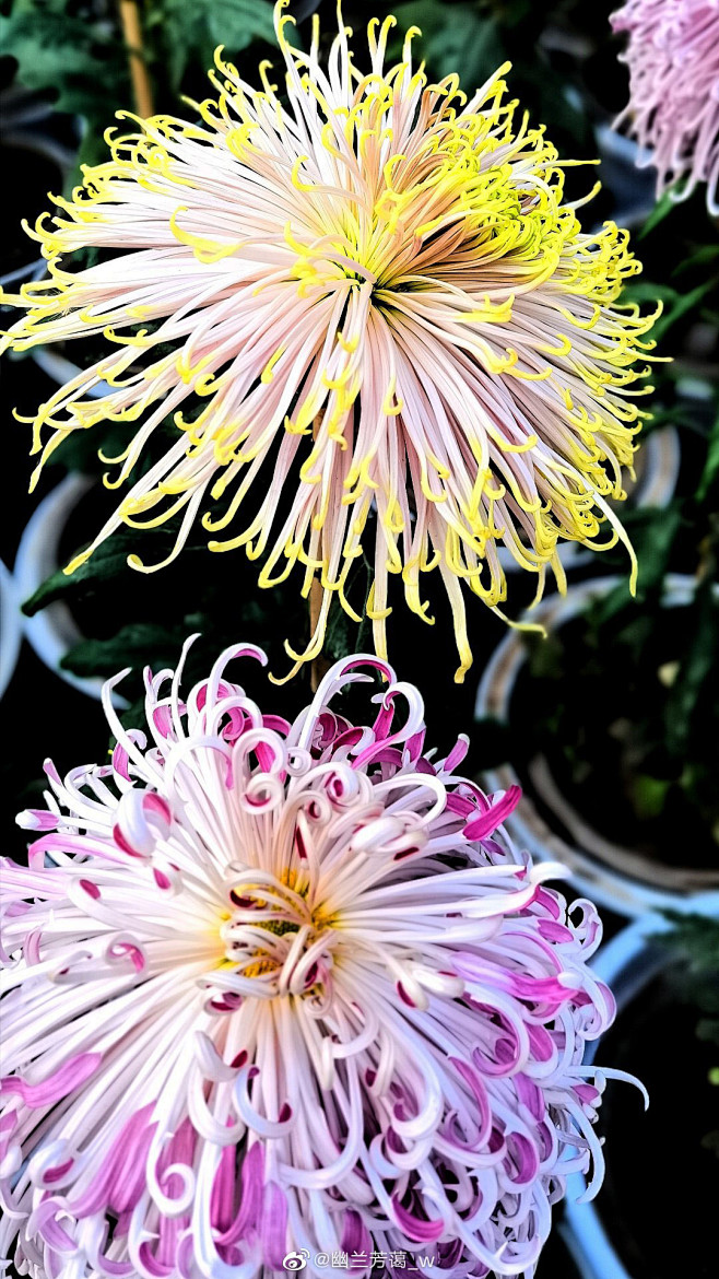 花草铃铛从宅式桃君转采于2021-11-02 11:03:57菊花花花草铃铛该采集